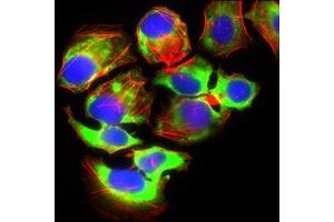 Immunofluorescence analysis of HeLa cells using SLC2A4 mouse mAb (green).