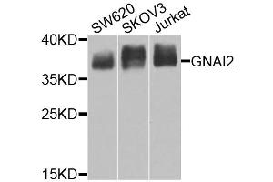 Western blot analysis of extracts of various cell lines, using GNAI2 antibody (ABIN6291411) at 1:1000 dilution. (GNAI2 anticorps)