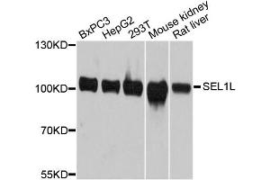 Western blot analysis of extracts of various cell lines, using SEL1L antibody. (SEL1L anticorps)