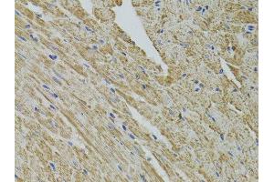 Immunohistochemistry of paraffin-embedded mouse heart using FHIT antibody.
