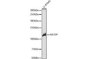 Western blot analysis of extracts of U-87MG cells, using BP antibody (ABIN7265358) at 1:1000 dilution. (ABI3BP anticorps  (AA 29-280))