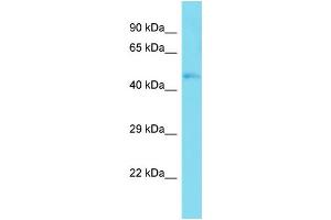 Host:  Rabbit  Target Name:  Taf7l  Sample Type:  Mouse Muscle lysates  Antibody Dilution:  1. (TAF7L anticorps  (C-Term))