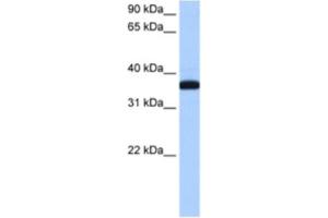 Western Blotting (WB) image for anti-Exoribonuclease 1 (ERI1) antibody (ABIN2462348) (ERI1 anticorps)
