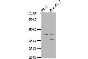 Western Blot Positive WB detected in: 293T whole cell lysate, Raw264. (MAFB anticorps  (AA 168-323))