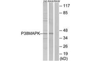 Western blot analysis of extracts from 293/RAW246. (MAPK14 anticorps  (AA 147-196))