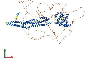 AlphaFold protein structure predicition of Human Recombinant ARHGAP17 Protein, UniprotID Q68EM7
