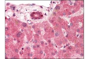 Image no. 1 for anti-Tumor Necrosis Factor Receptor Superfamily, Member 1A (TNFRSF1A) antibody (ABIN372505)