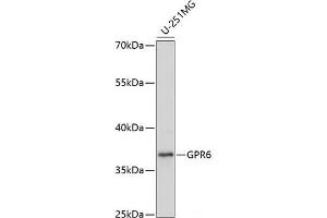 Western blot analysis of extracts of U-251MG cells using GPR6 Polyclonal Antibody at dilution of 1:1000. (GPR6 anticorps)