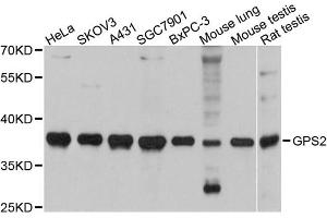 Western blot analysis of extracts of various cell lines, using GPS2 antibody (ABIN5972076) at 1:3000 dilution. (GPS2 anticorps)