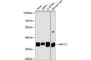 Western blot analysis of extracts of various cell lines using AKR1C1 Polyclonal Antibody at dilution of 1:3000. (AKR1C1 anticorps)