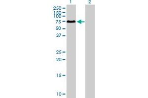 Western Blot analysis of SOCS6 expression in transfected 293T cell line by SOCS6 MaxPab polyclonal antibody. (SOCS6 anticorps  (AA 1-535))