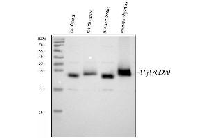 Western blot analysis of CD90/Thy1 using anti-CD90/Thy1 antibody (ABIN5518877). (CD90 anticorps  (AA 20-131))