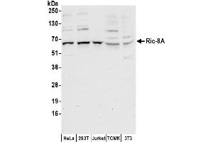 Western Blotting (WB) image for anti-Resistance To Inhibitors of Cholinesterase 8 Homolog A (C. Elegans) (RIC8A) (AA 418-468) antibody (ABIN7450659)