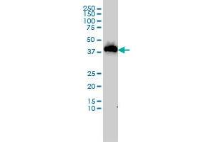 USF1 monoclonal antibody (M02), clone 2A7 Western Blot analysis of USF1 expression in MCF-7 . (USF1 anticorps  (AA 1-110))