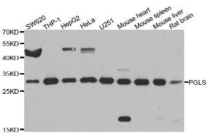 Western blot analysis of extracts of various cell lines, using PGLS antibody. (PGLS anticorps  (AA 1-258))