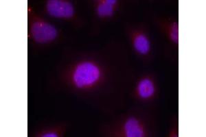 Immunofluorescence staining of methanol-fixed HeLa cells using Cyclin B1 (phospho-Ser147) Antibody (E011540, Red) (Cyclin B1 anticorps  (pSer147))