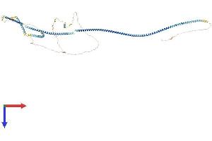 AlphaFold protein structure predicition of Mouse Recombinant Cep89 Protein, UniprotID Q9CZX2