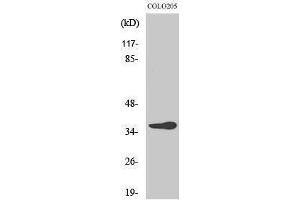 Western Blotting (WB) image for anti-OR10G6 Olfactory Receptor, Family 10, Subfamily G, Member 6 (OR10G6) (C-Term) antibody (ABIN3176461) (OR10G6 anticorps  (C-Term))