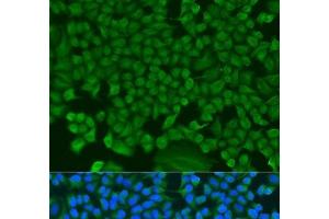 Immunofluorescence analysis of U2OS cells using HS1BP3 Polyclonal Antibody at dilution of 1:100. (HS1BP3 anticorps)