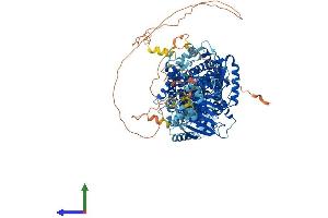AlphaFold protein structure predicition of Mouse Recombinant Slc12a6 Protein, UniprotID Q924N4