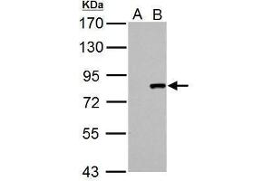 WB Image Cullin 3 antibody detects Cullin 3 protein by Western blot analysis. (Cullin 3 anticorps)