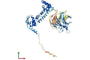 AlphaFold protein structure predicition of Human Recombinant KBTBD4 Protein, UniprotID Q9NVX7