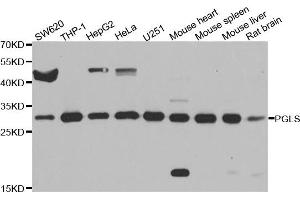 Western blot analysis of extracts of various cell lines, using PGLS antibody. (PGLS anticorps)