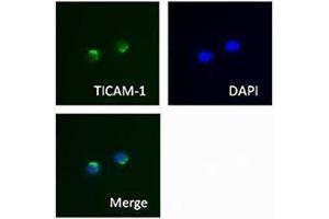 Immunofluorescence (IF) image for anti-Toll-Like Receptor Adaptor Molecule 1 (TICAM1) antibody (ABIN2665411) (TICAM1 anticorps)