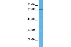 Host:  Rabbit  Target Name:  MCOLN1  Sample Tissue:  Human 786-0 Whole Cell  Antibody Dilution:  1ug/ml