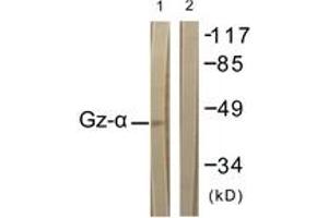 Western blot analysis of extracts from COS7 cells, treated with PMA 125ng/ml 30', using Gz-alpha (Ab-16) Antibody.