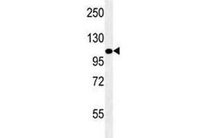LAMP2 antibody western blot analysis in mouse NIH3T3 lysate. (LAMP2 anticorps)