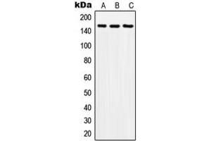 Western blot analysis of SOS2 expression in A549 (A), SP2/0 (B), H9C2 (C) whole cell lysates. (SOS2 anticorps  (Center))
