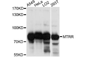 Western blot analysis of extracts of various cell lines, using MTRR antibody (ABIN6291722) at 1:1000 dilution.