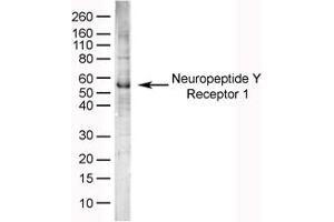 Image no. 1 for anti-Neuropeptide Y Receptor Y1 (NPY1R) (AA 365-378) antibody (ABIN576061) (NPY1R anticorps  (AA 365-378))