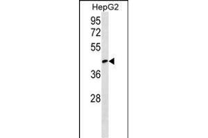 RCSD1 Antibody (Center) (ABIN1538152 and ABIN2849645) western blot analysis in HepG2 cell line lysates (35 μg/lane). (RCSD1 anticorps  (AA 237-266))