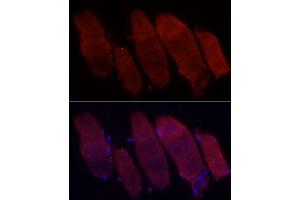 Immunofluorescence analysis of rat skeletal muscle cells using Fbx32/FBOX32 Rabbit pAb (ABIN3017561, ABIN3017562, ABIN3017563, ABIN1679825 and ABIN6220155) at dilution of 1:50 (40x lens). (FBXO32 anticorps  (AA 206-355))