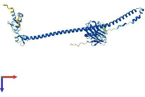 AlphaFold protein structure predicition of Human Recombinant TRIM11 Protein, UniprotID Q96F44