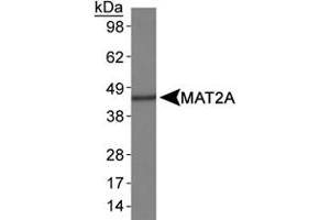 Western blot analysis of MAT2A in HepG2 whole cell lysates using MAT2A polyclonal antibody . (MAT2A anticorps  (AA 100-200))