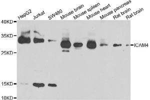 Western blot analysis of extracts of various cell lines, using ICAM4 antibody (ABIN4903997) at 1:1000 dilution. (ICAM4 anticorps)