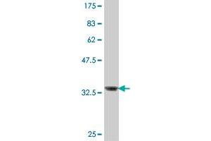 Western Blot detection against Immunogen (34.
