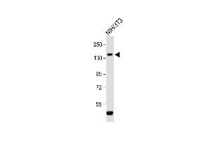 Anti-ROR1 Antibody (N-term) at 1:1000 dilution + NIH/3T3 whole cell lysate Lysates/proteins at 20 μg per lane. (ROR1 anticorps  (N-Term))