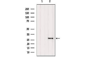 Western blot analysis of extracts from Mouse brain, using FA58A Antibody. (FAM58A anticorps  (Internal Region))