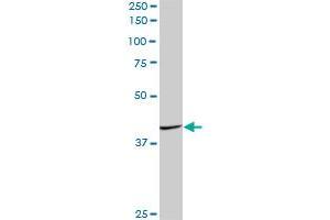 FAIM3 MaxPab polyclonal antibody. (FAIM3 anticorps  (AA 1-390))