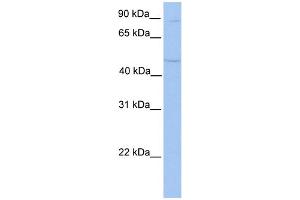 WB Suggested Anti-TMTC2 Antibody Titration:  0. (TMTC2 anticorps  (N-Term))