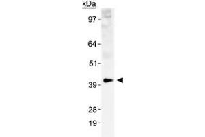 Western blot analysis of SLC2A1 in a human kidney membrane prep with SLC2A1 polyclonal antibody . (GLUT1 anticorps  (AA 1-100))
