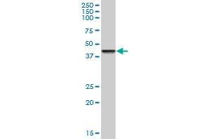 ZNF83 MaxPab polyclonal antibody. (ZNF83 anticorps  (AA 1-516))