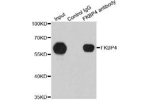 Immunoprecipitation analysis of 200ug extracts of 293T cells using 1ug FKBP4 antibody.