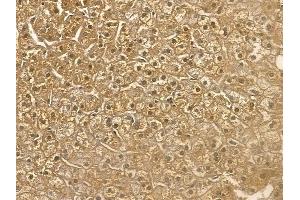 USP21 Mouse Monoclonal Antibody at 1/100 staining human normal liver tissue by IHC-P. (USP21 anticorps)