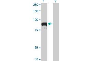 Western Blot analysis of TOP3B expression in transfected 293T cell line by TOP3B monoclonal antibody (M04), clone 1H4. (TOP3B anticorps  (AA 1-862))