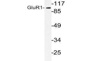 Western blot (WB) analyzes of GluR1 antibody in extracts from COS-7 cells. (Glutamate Receptor 1 anticorps)